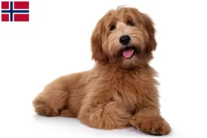 Read more about the article Australian Cobberdog opdrættere og hvalpe i Norge
