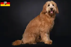 Read more about the article Australian Cobberdog opdrættere og hvalpe i Saarland