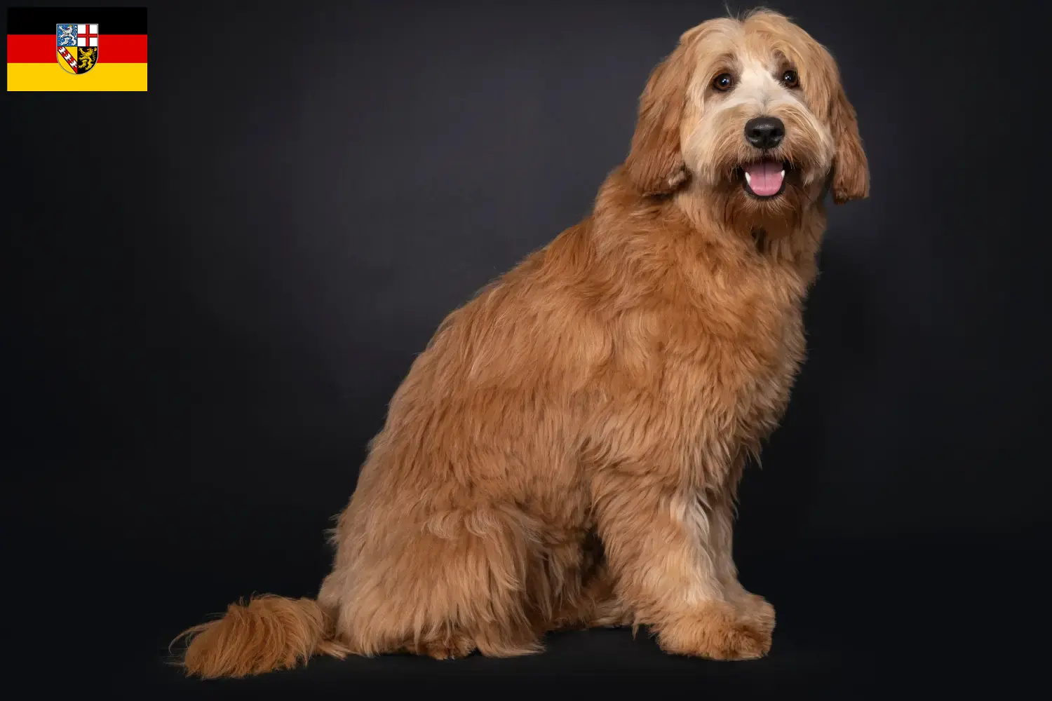Australian Cobberdog hvalpe og opdrættere Saarland Her kan du finde australske Cobberdog-opdrættere i Saarland.