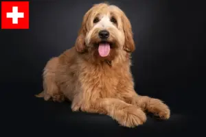 Read more about the article Australian Cobberdog opdrættere og hvalpe i Schweiz