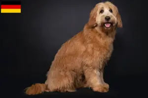 Read more about the article Australian Cobberdog opdrættere og hvalpe i Tyskland