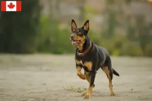Read more about the article Australian Kelpie opdrættere og hvalpe i Canada