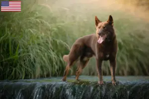 Read more about the article Australian Kelpie opdrættere og hvalpe i USA