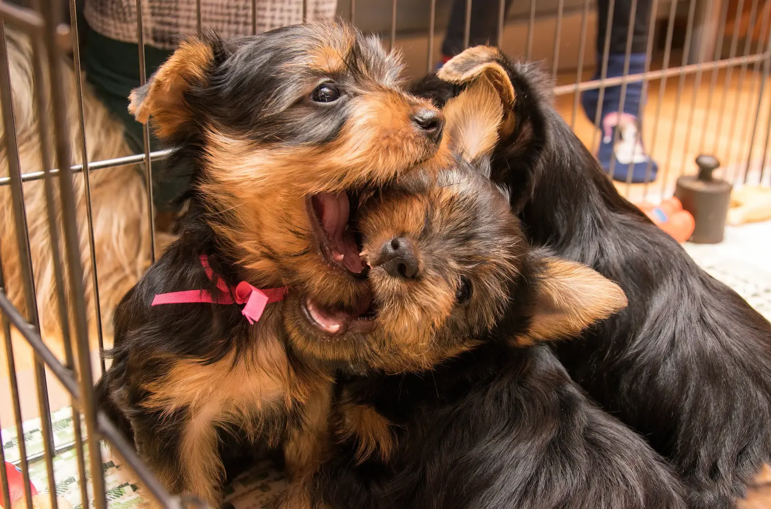 At købe en Australian Silky Terrier-hvalp betyder at tage ansvar! Køb Australian Silky Terrier hvalpe.