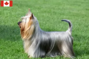 Read more about the article Australian Silky Terrier opdrættere og hvalpe i Canada