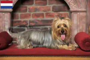 Read more about the article Australian Silky Terrier opdrættere og hvalpe i Holland