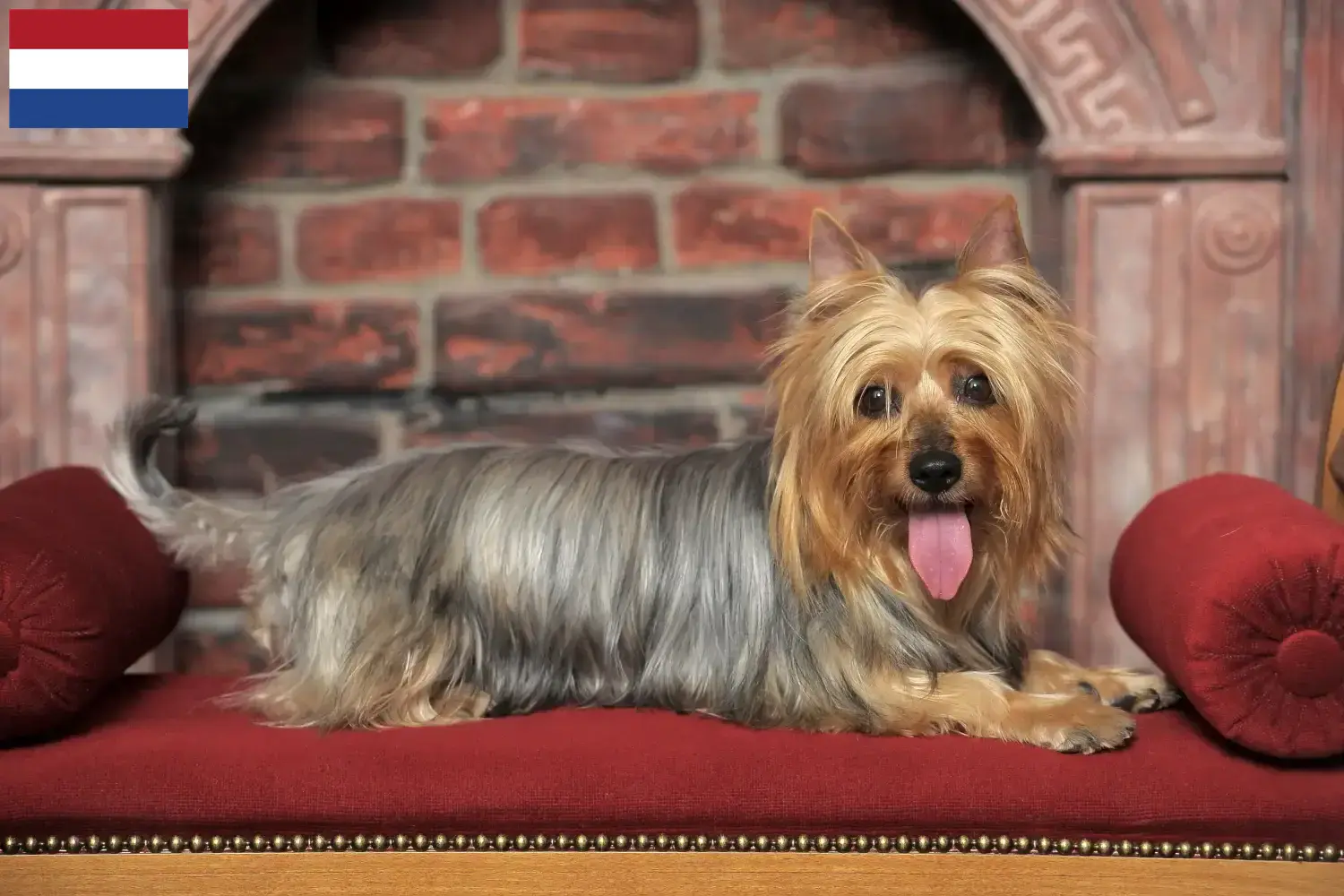 Read more about the article Australian Silky Terrier opdrættere og hvalpe i Holland