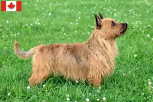 Read more about the article Australian Terrier opdrættere og hvalpe i Canada