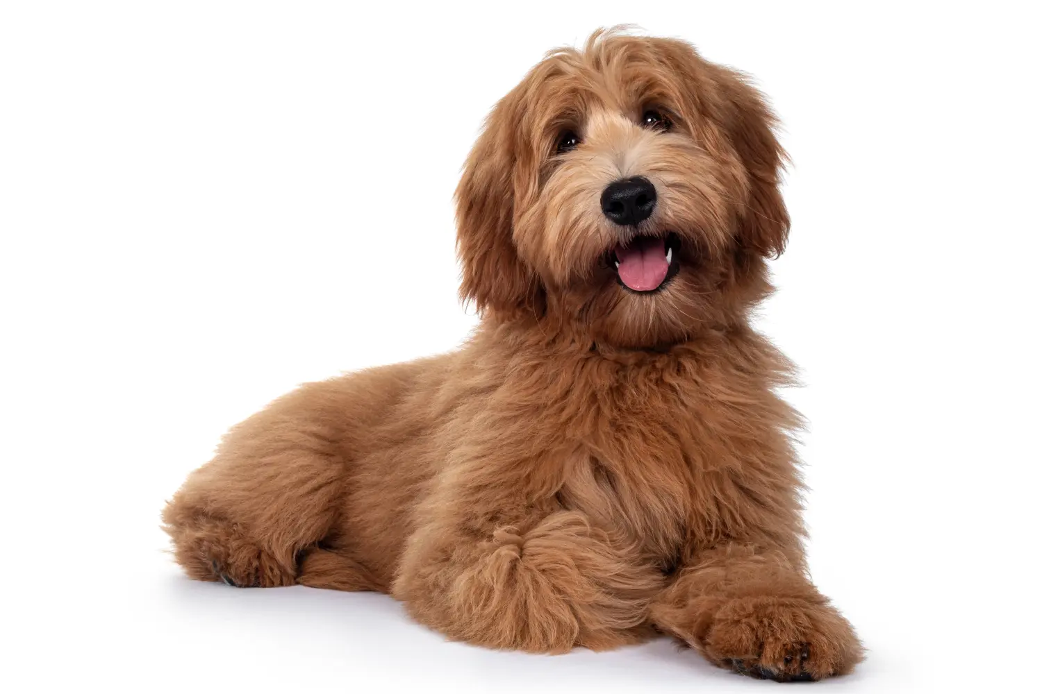 Australian Cobberdog hvalpe og opdrættere Find australske Cobberdog-opdrættere i nærheden af dig.