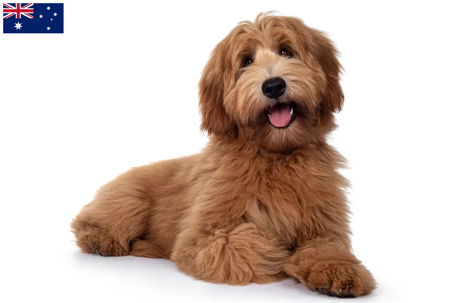 Australian Cobberdog hvalpe og opdrættere Australien Find australske Cobberdog-opdrættere i Australien.