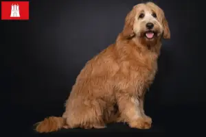 Read more about the article Australian Cobberdog opdrættere og hvalpe i Hamborg