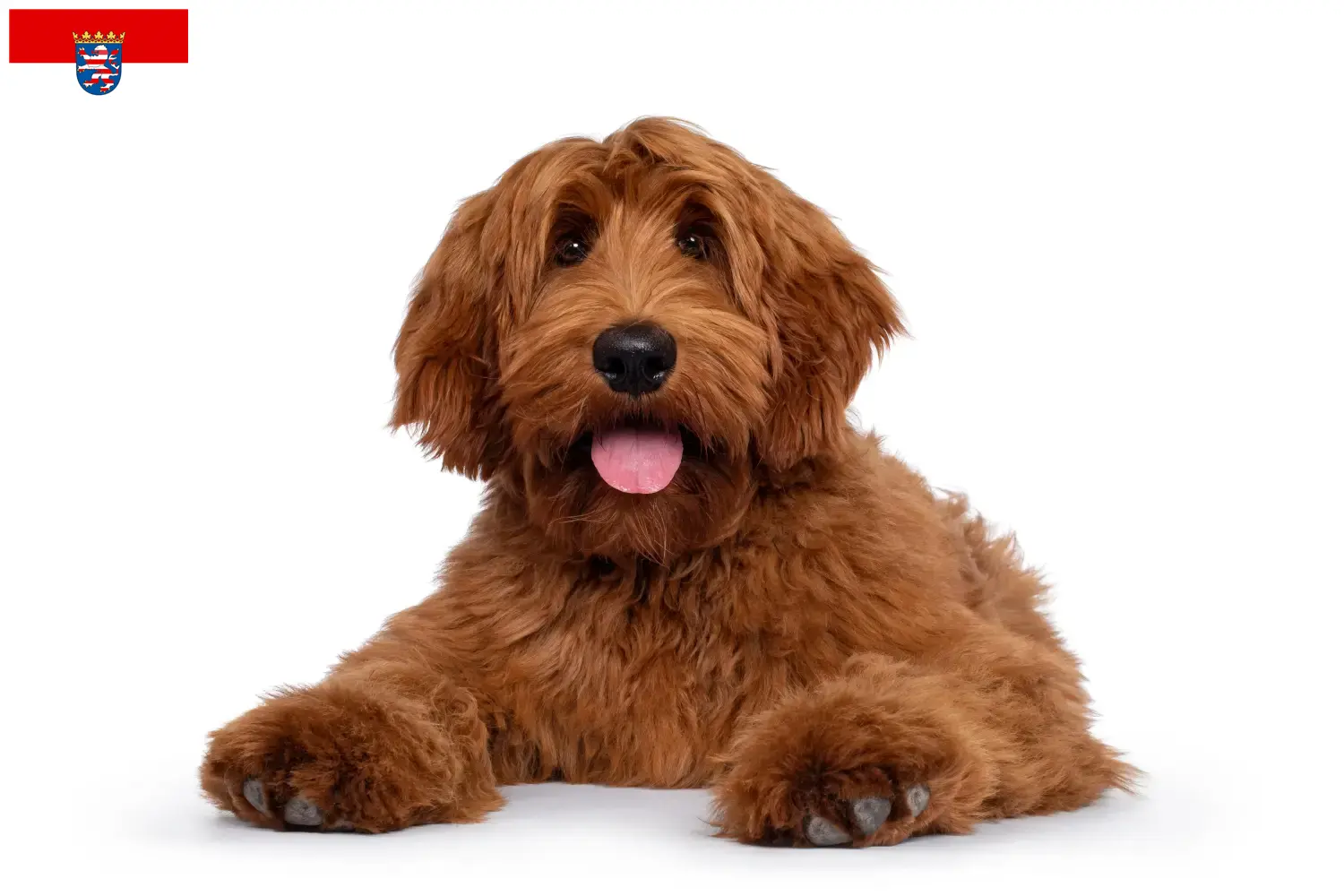Read more about the article Australian Cobberdog opdrættere og hvalpe i Hessen