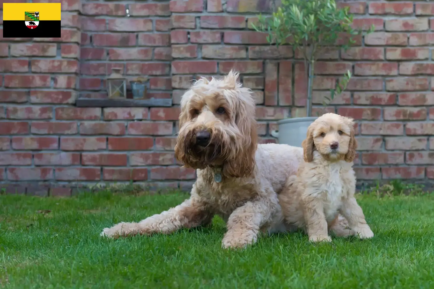 Read more about the article Australian Cobberdog opdrættere og hvalpe i Sachsen-Anhalt