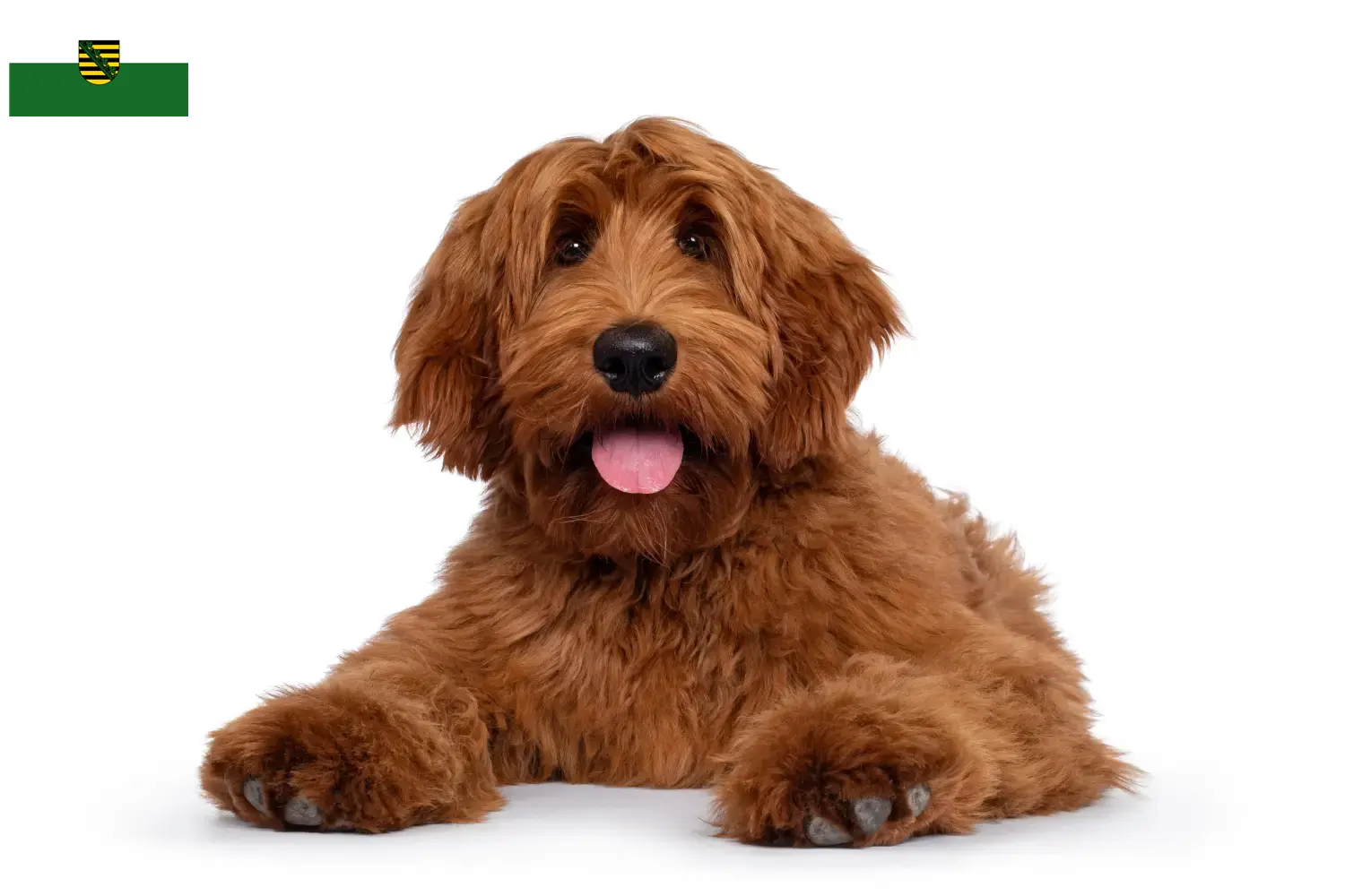 Read more about the article Australian Cobberdog opdrættere og hvalpe i Sachsen