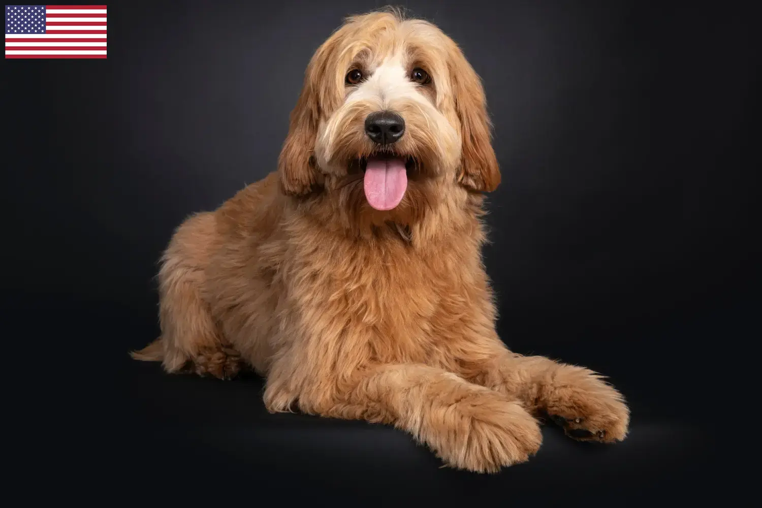 Australian Cobberdog hvalpe og opdrættere USA Find australske Cobberdog-opdrættere i USA her.