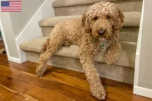 Read more about the article Australian Labradoodle opdrættere og hvalpe i USA