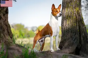 Read more about the article Basenji opdrættere og hvalpe i USA
