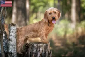 Read more about the article Basset fauve de Bretagne opdrættere og hvalpe i USA