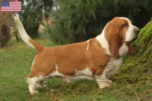 Read more about the article Basset Hound-opdrættere og hvalpe i USA