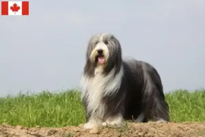 Read more about the article Bearded Collie opdrættere og hvalpe i Canada