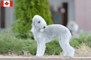 Read more about the article Bedlington Terrier opdrættere og hvalpe i Canada