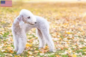 Read more about the article Bedlington Terrier opdrættere og hvalpe i USA