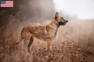 Read more about the article Opdrættere og hvalpe af belgisk hyrdehund i USA