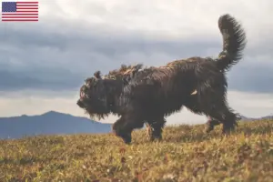 Read more about the article Bergamasco hyrdehundeopdrættere og hvalpe i USA