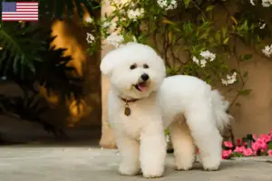 Read more about the article Bichon Frisé opdrættere og hvalpe i USA