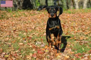 Read more about the article Black and Tan Coonhound opdrættere og hvalpe i USA