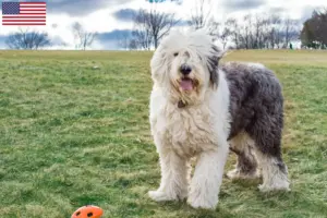 Read more about the article Bobtail-opdrættere og hvalpe i USA