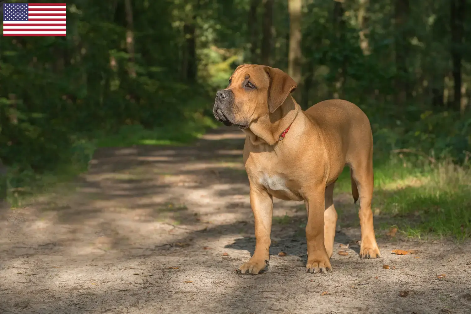 Boerboel hvalpe og opdrættere USA Her kan du finde Boerboels-opdrættere i USA.