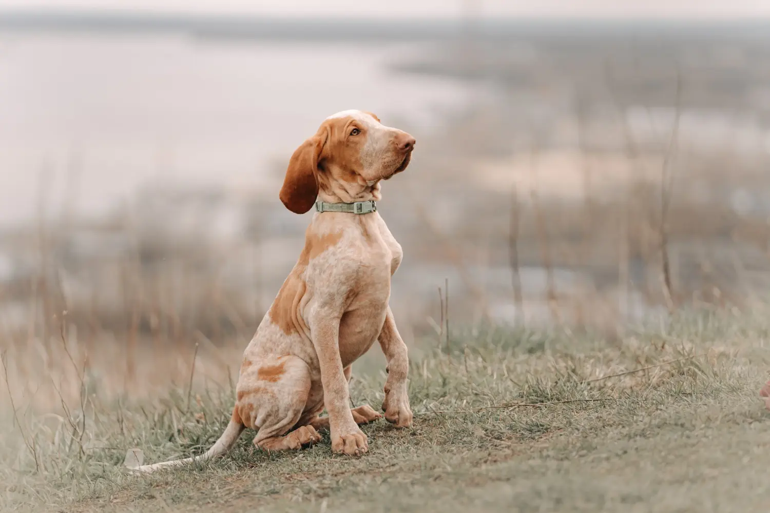 At købe en Bracco Italiano-hvalp betyder at tage ansvar! Køb Bracco Italiano hvalpe.