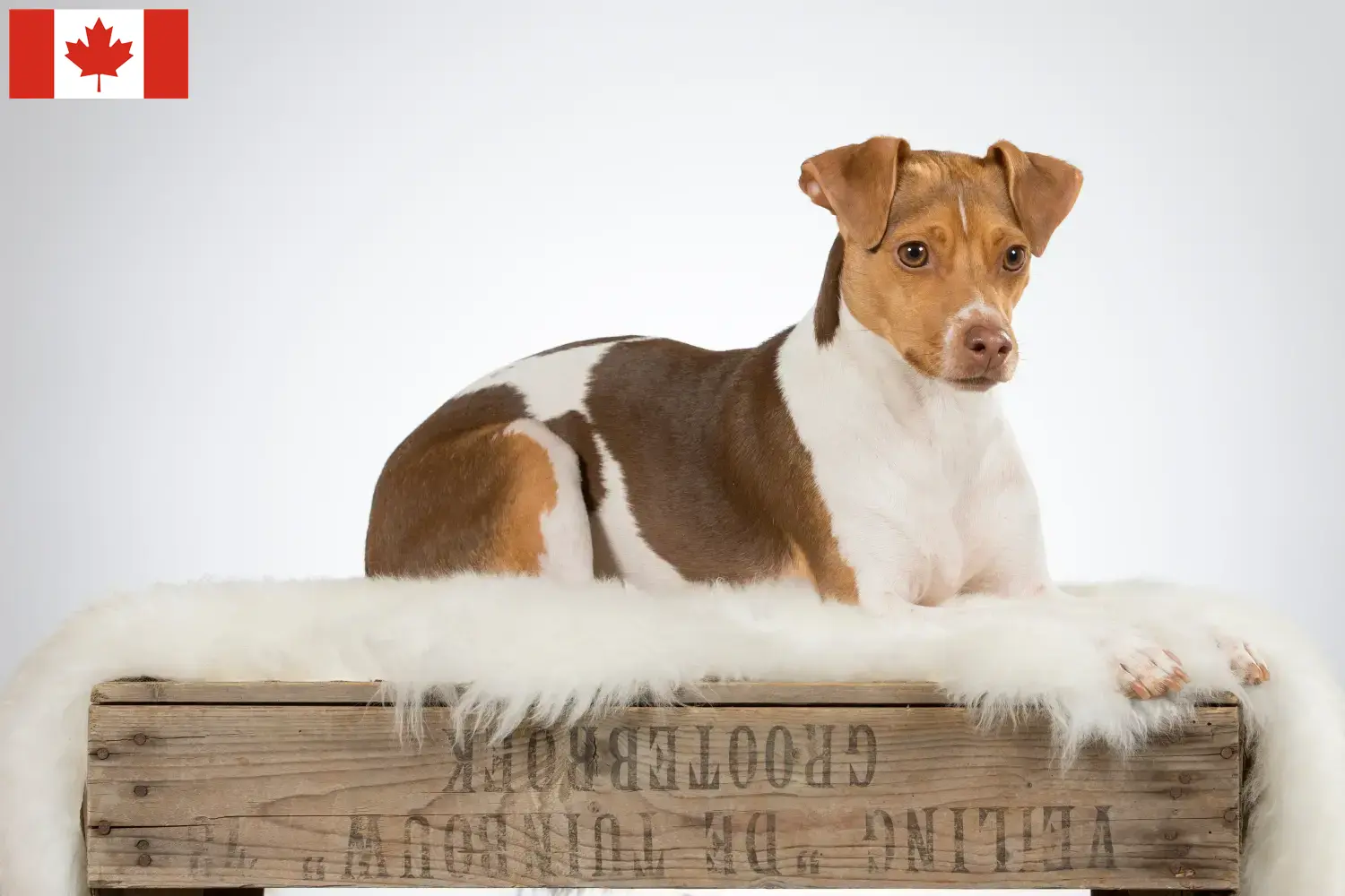 Read more about the article Opdrætter af brasiliansk terrier og hvalpe i Canada