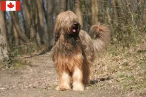 Read more about the article Briard-opdrættere og hvalpe i Canada