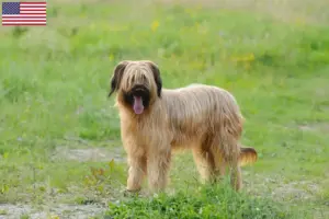 Read more about the article Briard-opdrættere og hvalpe i USA