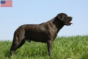 Read more about the article Bullmastiff-opdrættere og hvalpe i USA