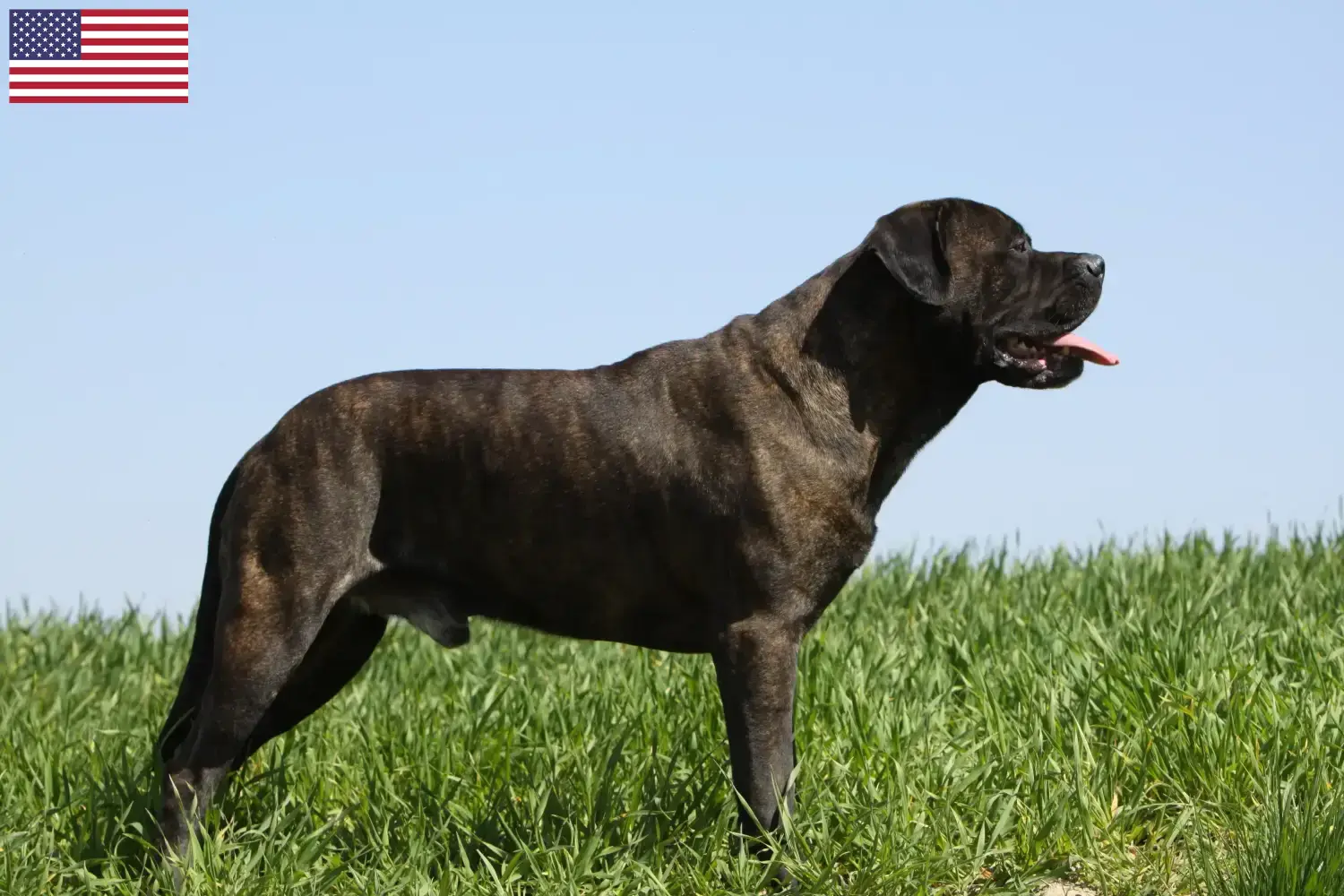 Read more about the article Bullmastiff-opdrættere og hvalpe i USA