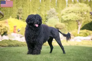 Read more about the article Cão de Agua português opdrættere og hvalpe i USA
