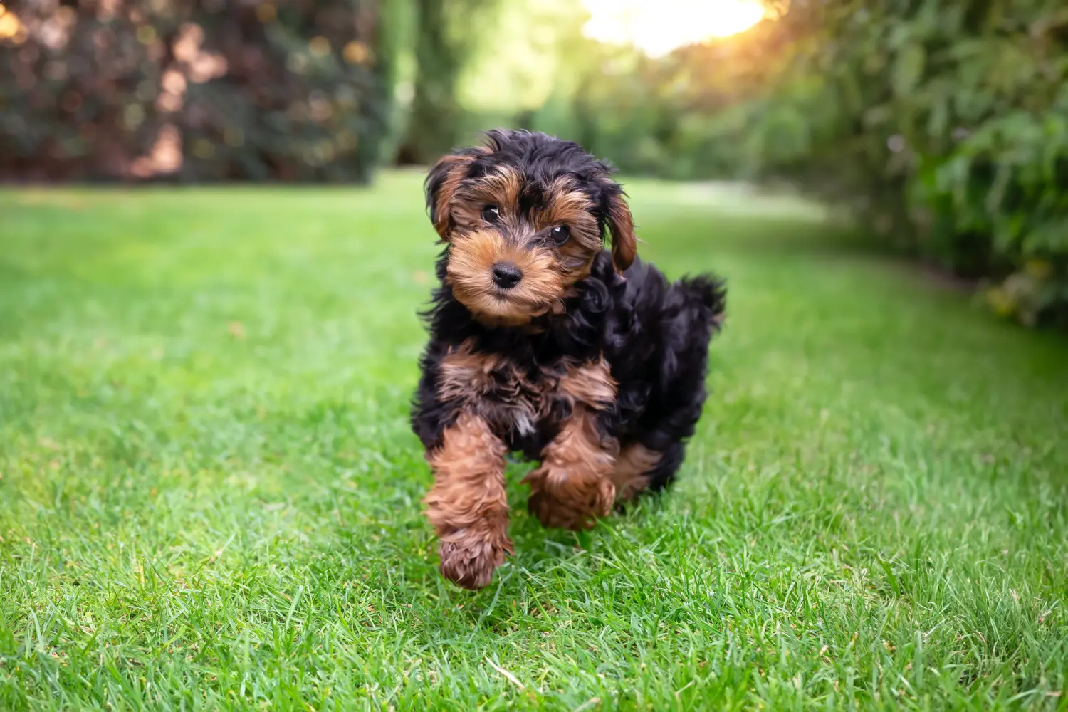 At købe en Cavoodle-hvalp betyder at tage ansvar! Køb Cavoodle-hvalpe.