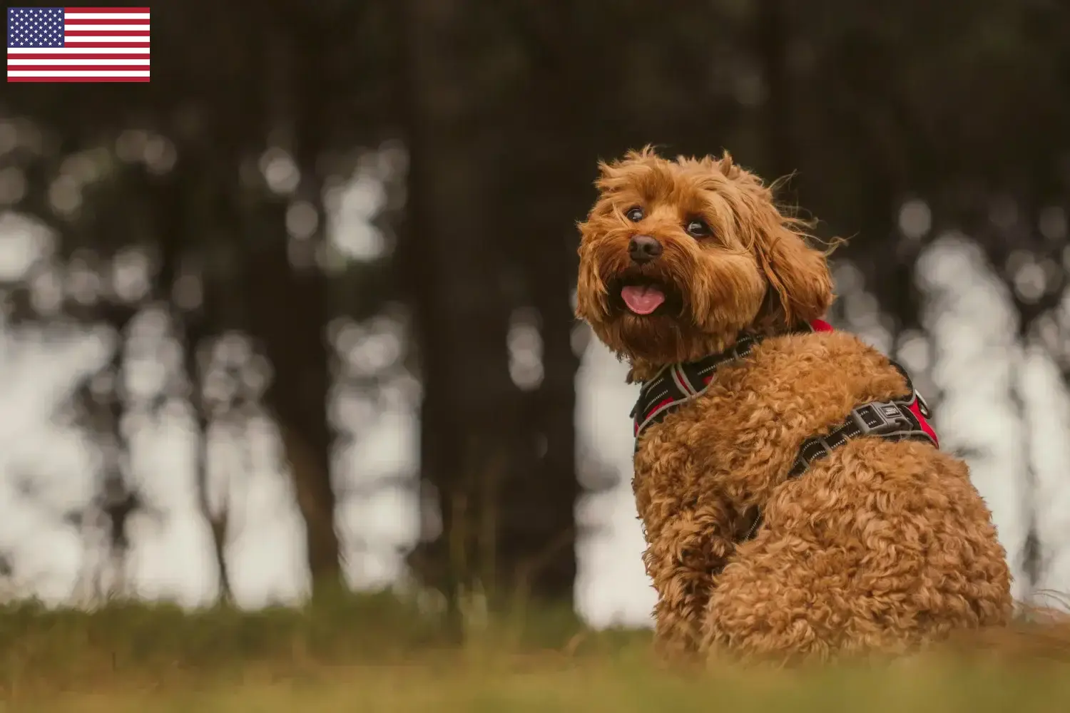 Read more about the article Cavoodle-opdrættere og hvalpe i USA