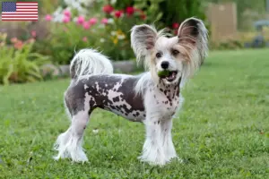 Read more about the article Opdrættere og hvalpe af Chinese Crested Dog i USA