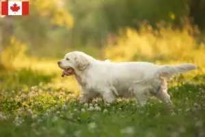 Read more about the article Clumber Spaniel opdrættere og hvalpe i Canada