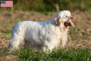 Read more about the article Clumber Spaniel opdrættere og hvalpe i USA