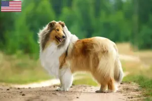 Read more about the article Collieopdrættere og hvalpe i USA