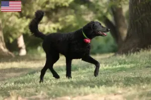 Read more about the article Curly Coated Retriever opdrættere og hvalpe i USA