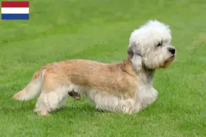 Read more about the article Dandie Dinmont Terrier opdrættere og hvalpe i Holland
