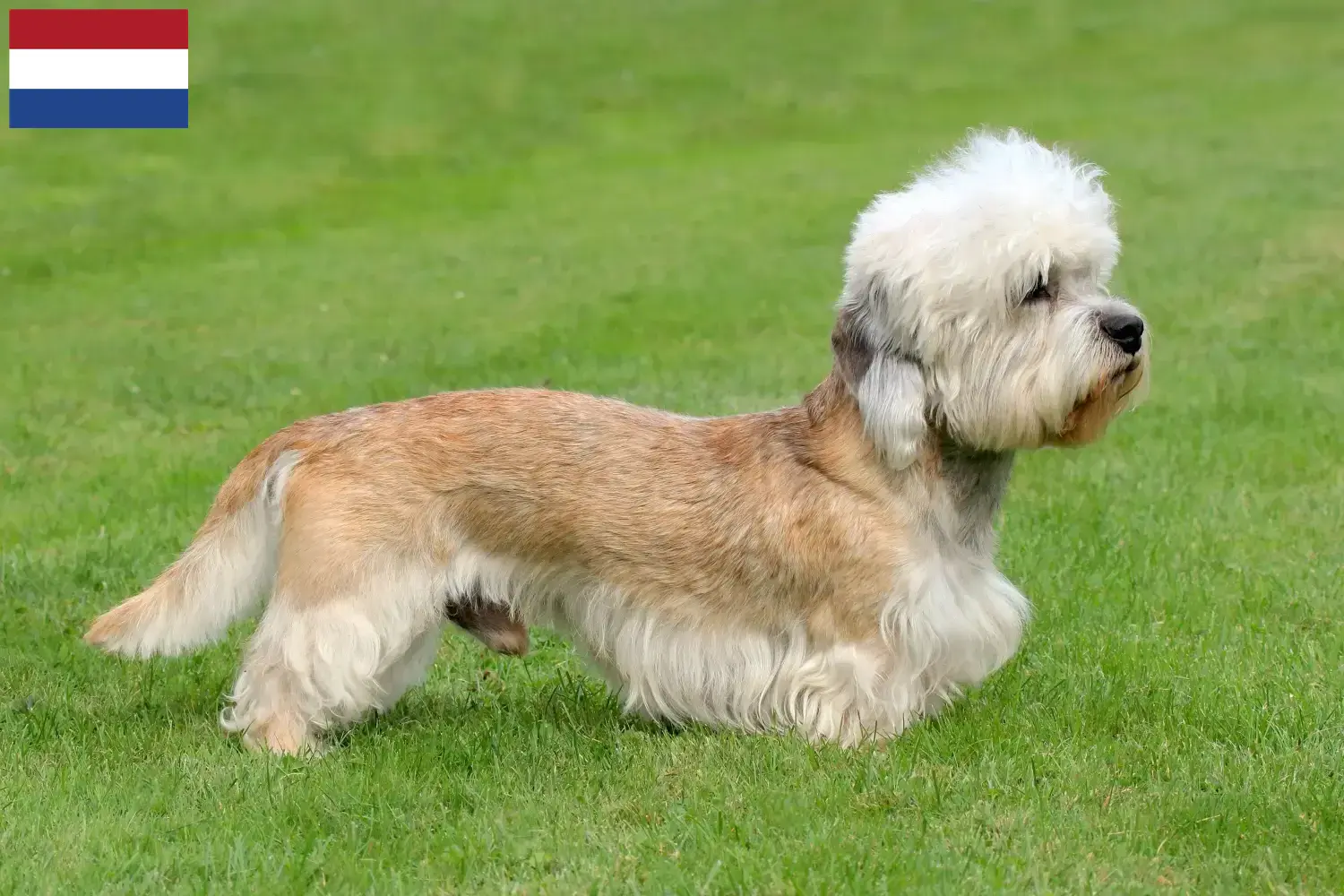 Read more about the article Dandie Dinmont Terrier opdrættere og hvalpe i Holland
