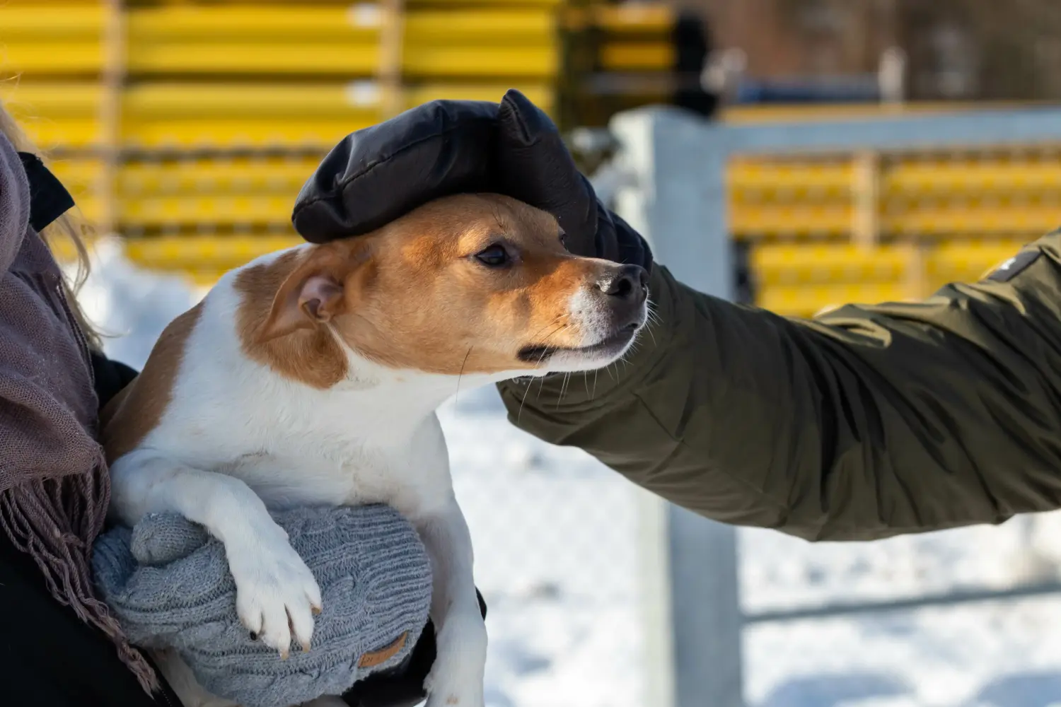 Dansk-svensk gårdhund - Min kærlighed til denne hunderace. Hvorfor jeg elsker dansk-svensk gårdhund