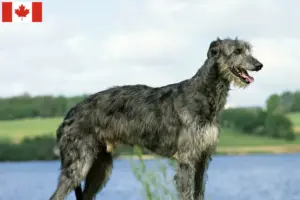 Read more about the article Deerhound-opdrættere og hvalpe i Canada